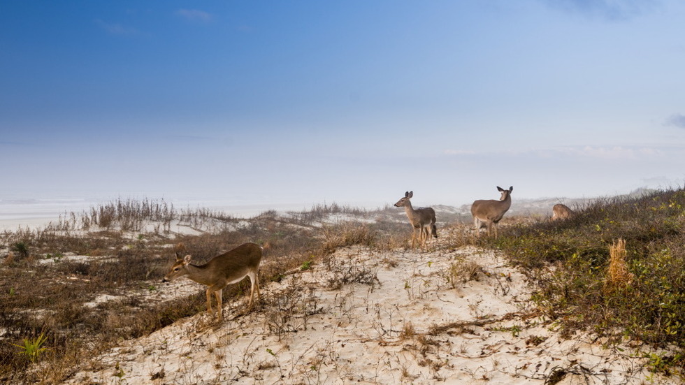 PRESS: Next Phase of Kiawah Island’s Growth Profiled in Post & Courier